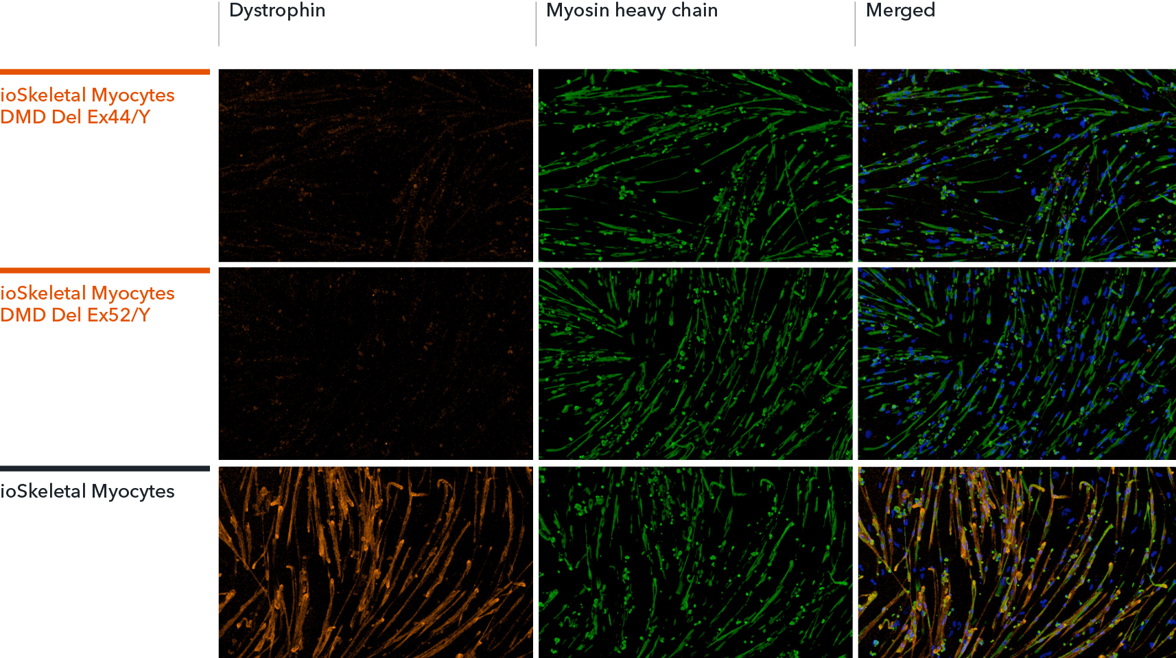 bit.bio skeletal myocytes DMD exon deletion models lack dystrophin