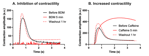bit.bio skeletal myocytes respond to BDM and caffeine