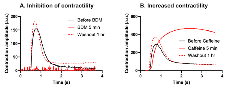 bit.bio skeletal myocytes respond to BDM and caffeine