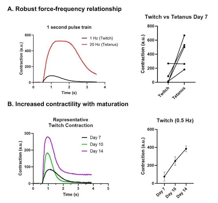 bit.bio-skeletal-myocytes-3D-twitch-tetanus-musbit-biond