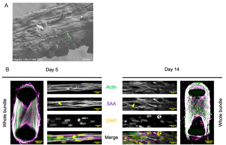 bit.bio skeletal myocytes form 3D muscle cell bundles EMT
