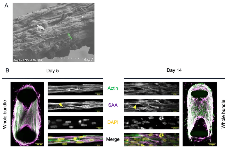 bit.bio-skeletal-myocytes-3d-muscle-cell-bundle-EMT-musbit-biond