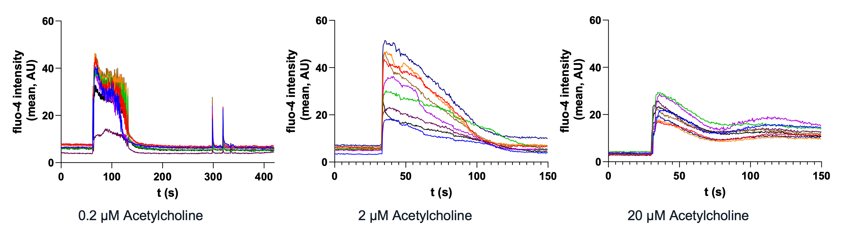 bit.bio skeletal myocytes show calcium waves in response to acetylcholine