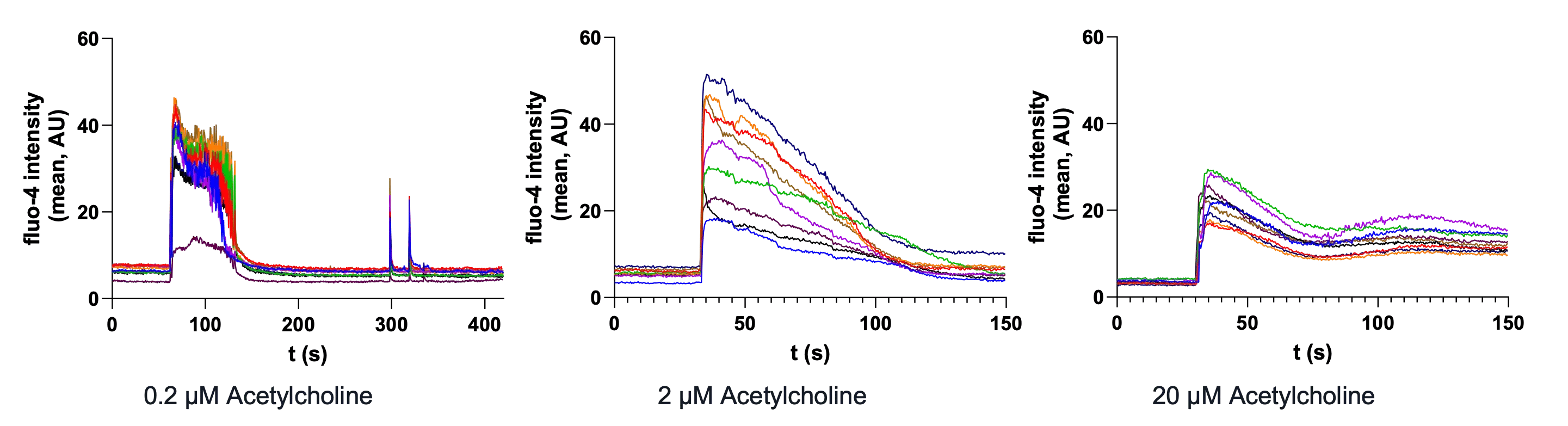 bit.bio-skeletal-myocytes-calcium-waves-acetylcholine