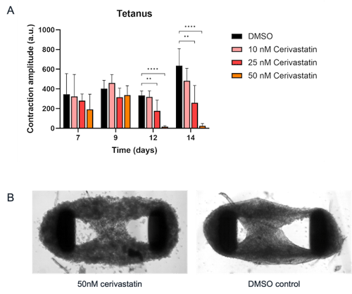 bit.bio skeletal myocytes show myopathy when treated with cerivastatin
