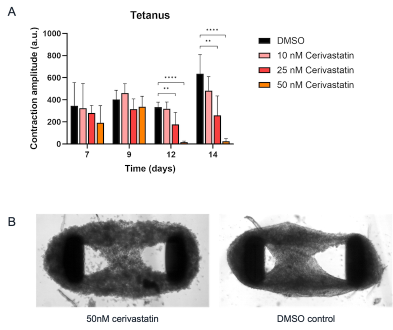 bit.bio skeletal myocytes show myopathy when treated with cerivastatin