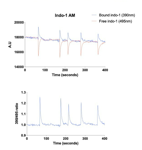 Contraction is induced by electrical stimulation in human iPSC-derived skeletal myocytes