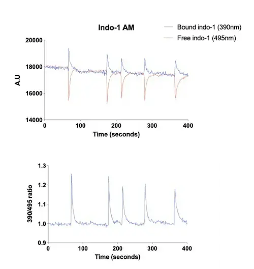 bit.bio-skeletal-myocytes-contraction-electrical-stimulation