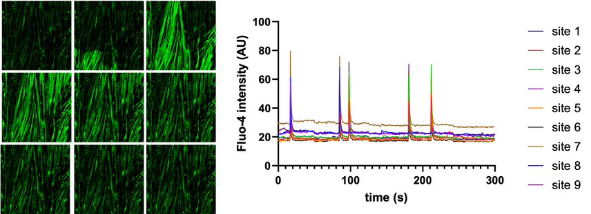 bit.bio Skeletal Myocytes synchronised calcium waves