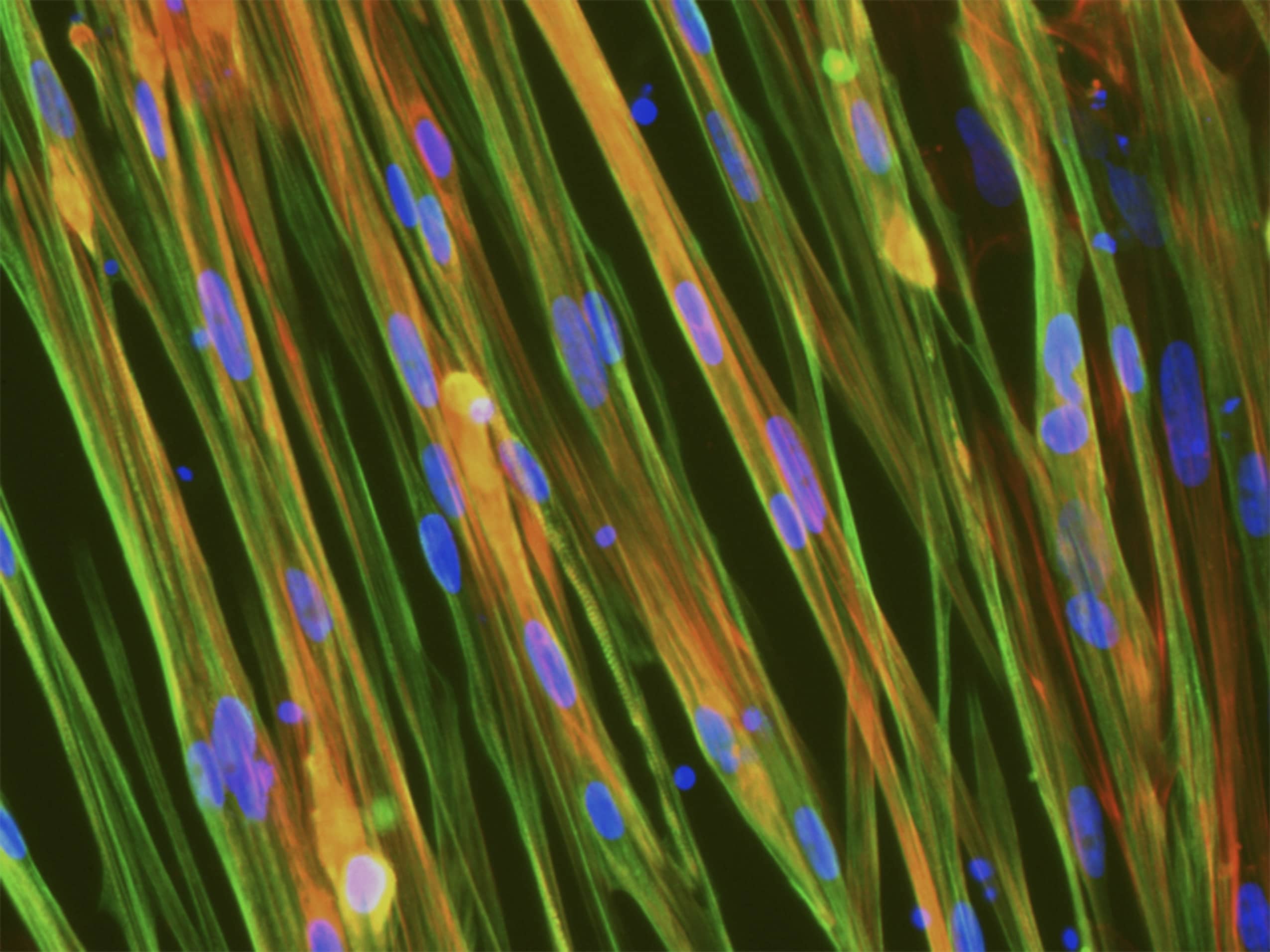 A novel human skeletal muscle in vitro model using opti-ox™ mediated cellular reprogramming of induced pluripotent stem cells