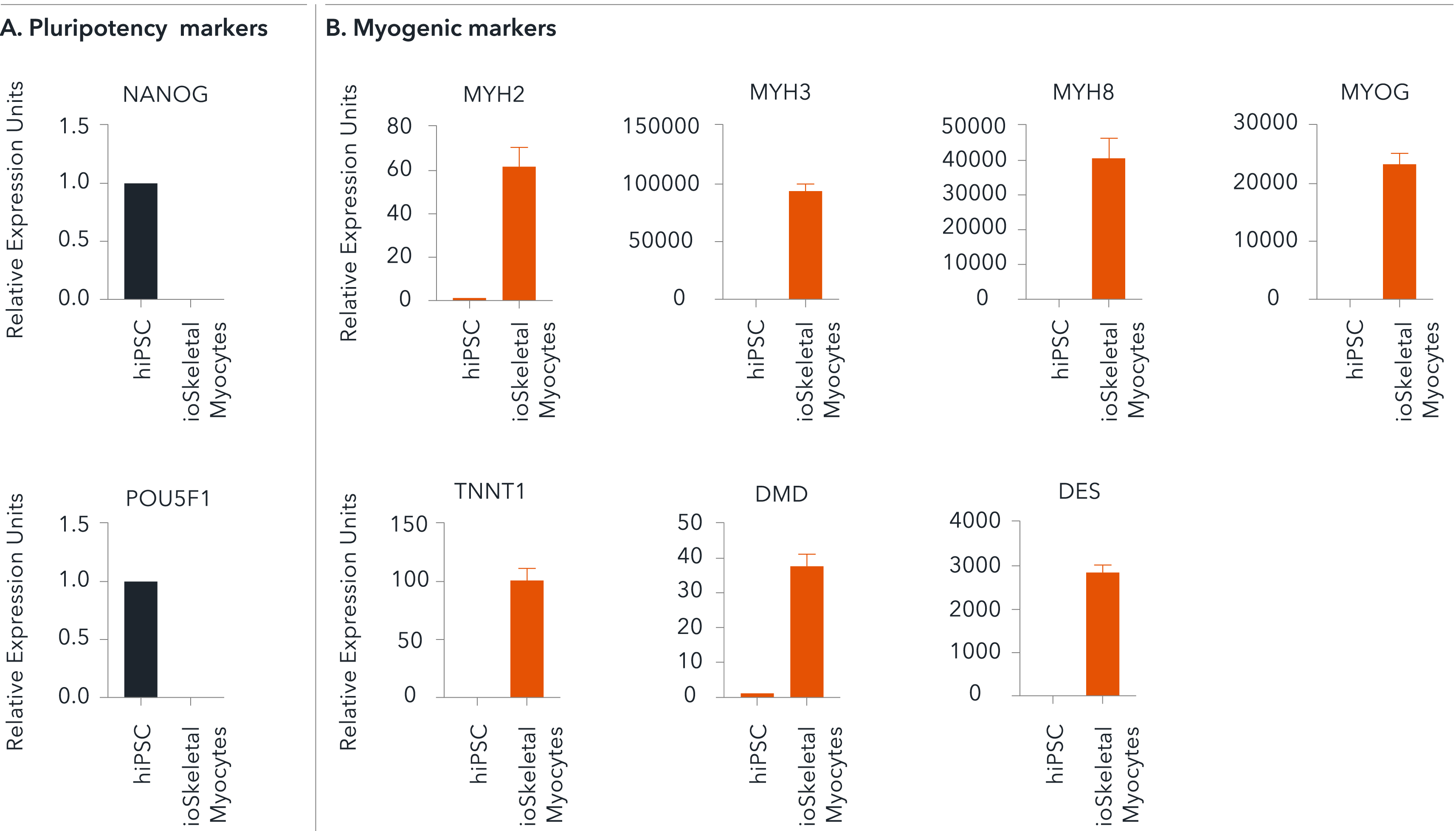 Gene expression analysis (RT-qPCR) of key myogenic markers in human iPSC-derived skeletal myocytes