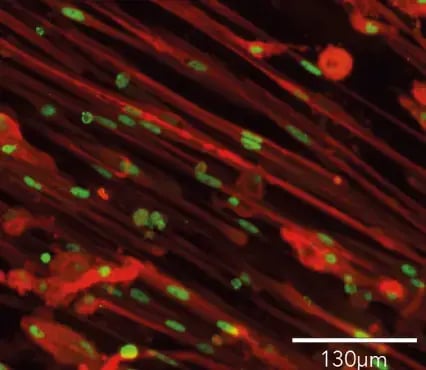 bit.bio ioSkeletal Myocytes Myogenin MHC