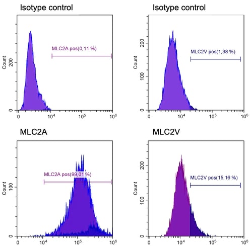myrcell-atrial-cardiomyocytes-protein-expression-mlc2a-flow-cytometry
