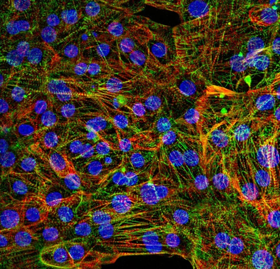 myrCell Atrial&nbsp;Cardiomyocytes