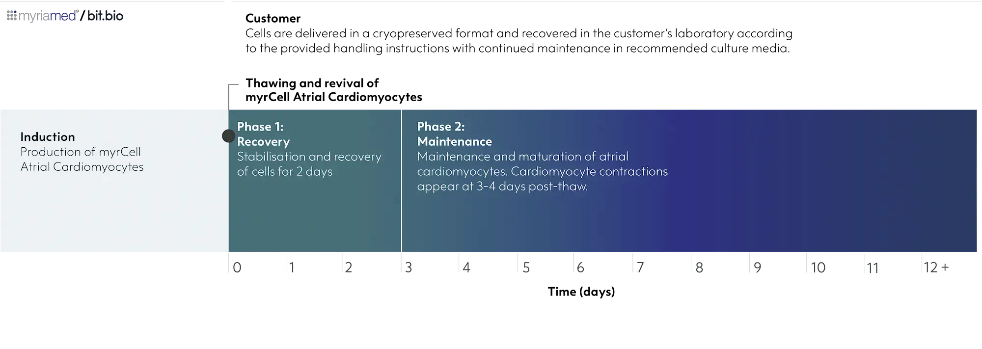 myrcell-atrial-cardiomyocytes-timeline