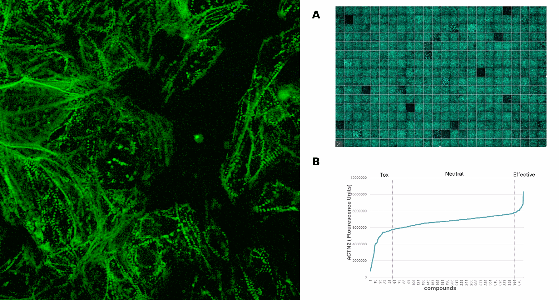 myrcell-ventricular-cardiomyocytes-sarcpaint-compound-screen