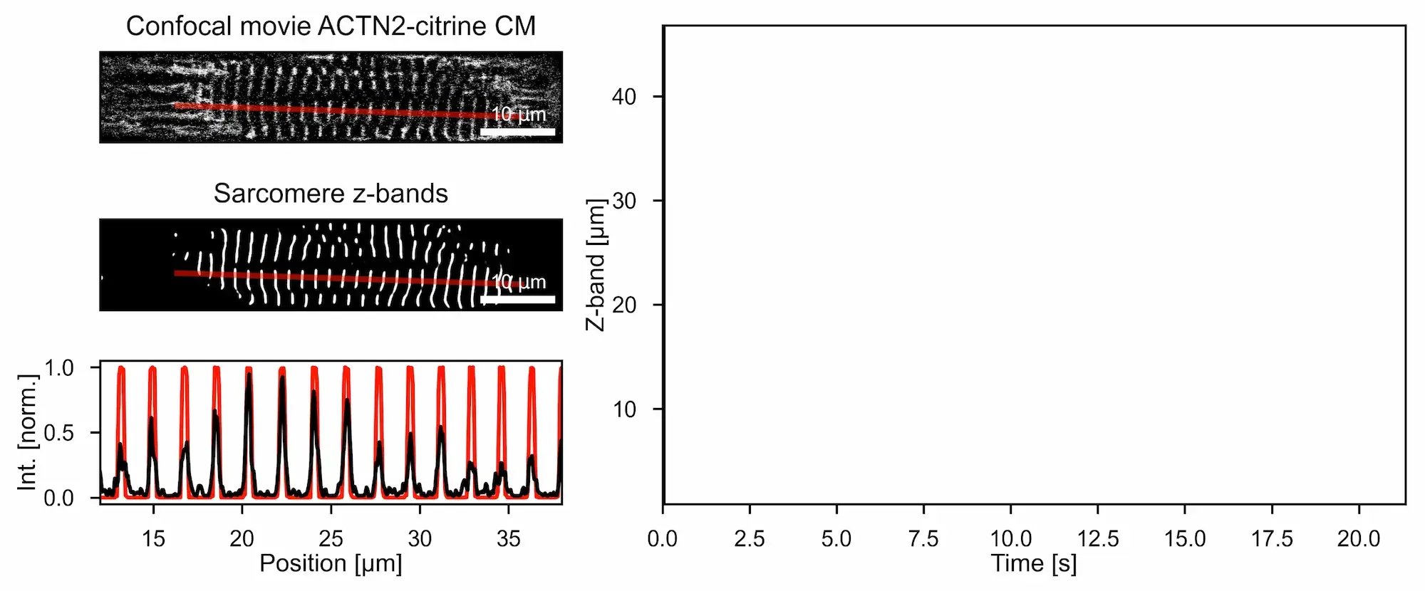myrcell-ventricular-cardiomyocytes-z-band-profiles