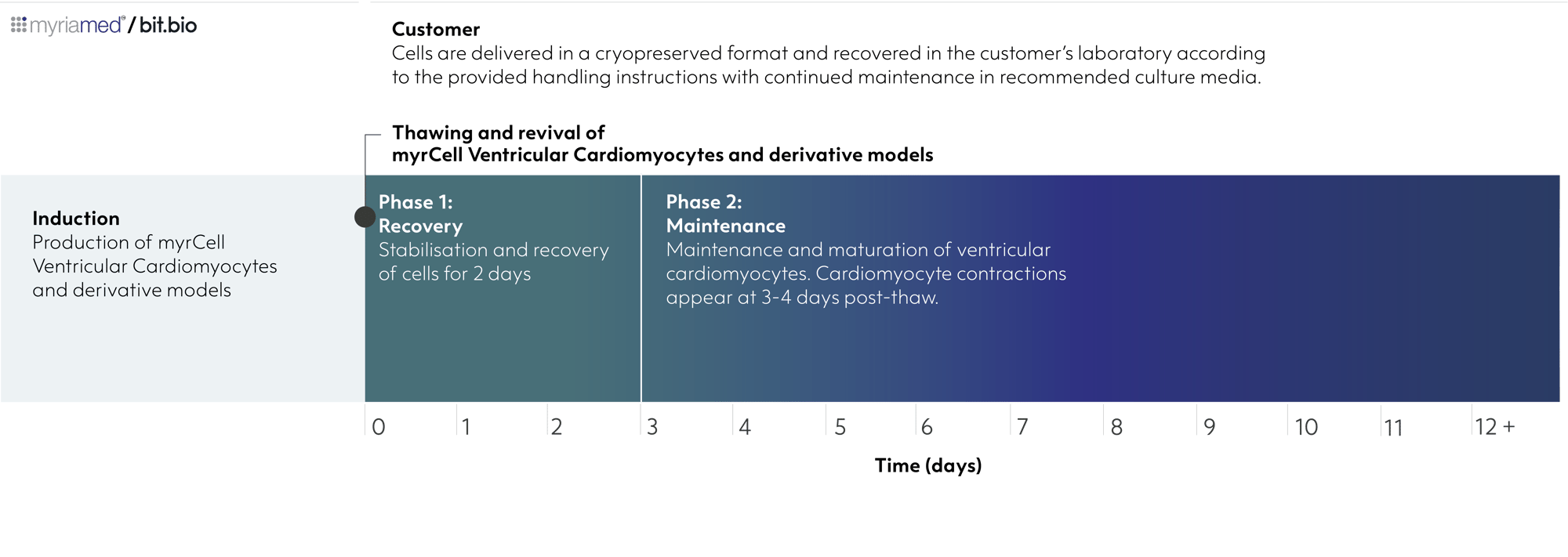 myrcell-ventricular-cardiomyocytes-derivatives-timeline