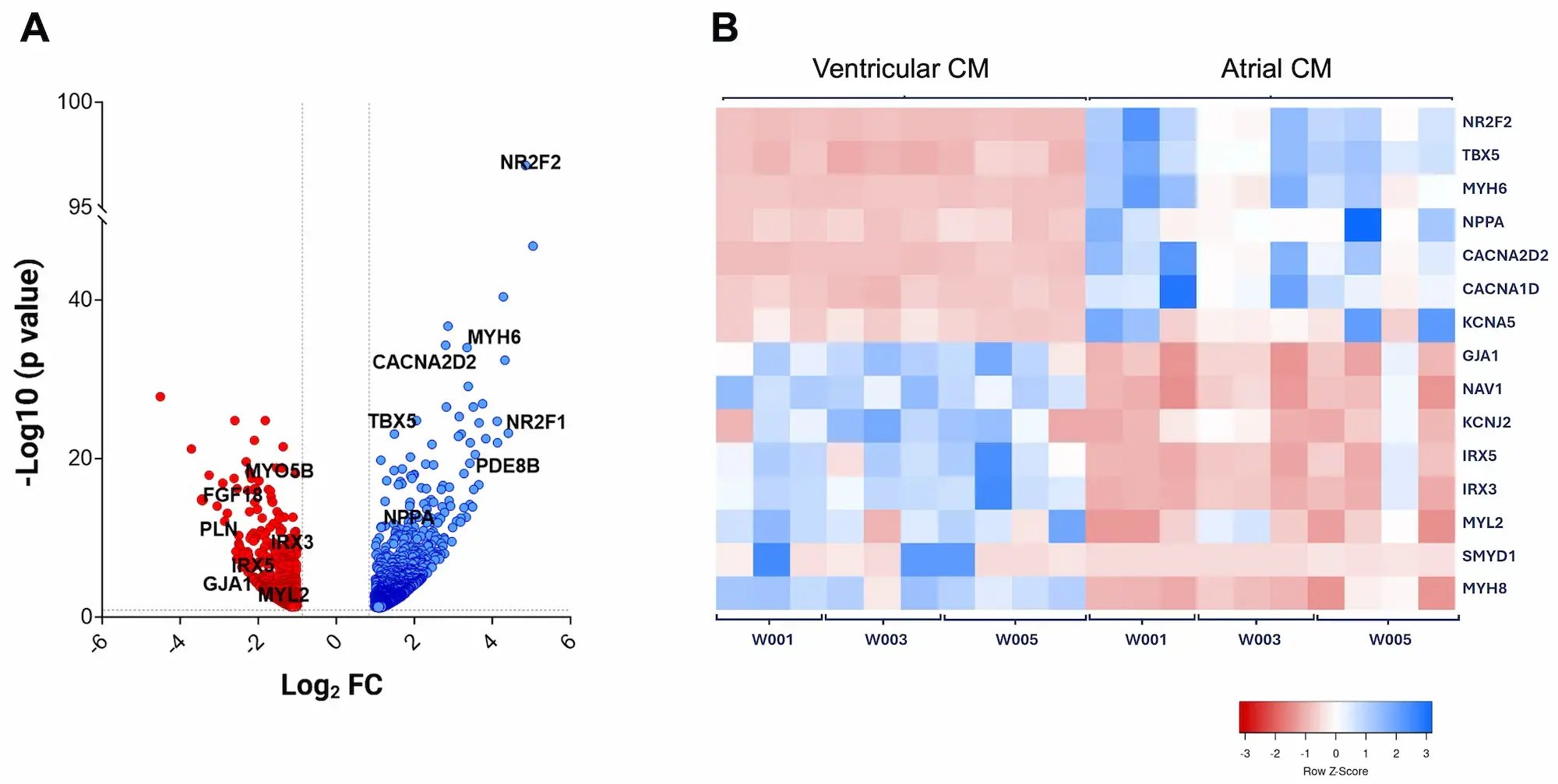 myrcell-cardiomyocytes-rna-seq-ventricular-atrial-phenotypes