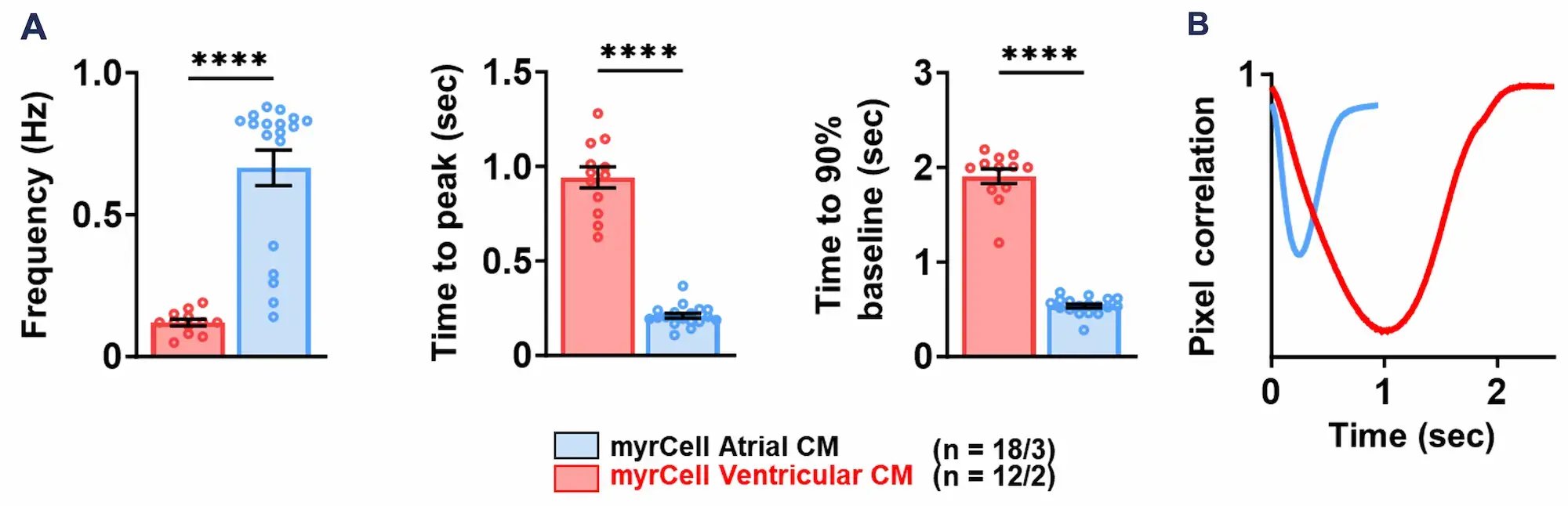 myrcell-ventricular-atrial-cardiomyocytes-contraction-cytomotion