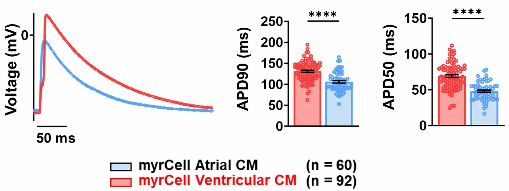 myrcell-ventricular-atrial-cardiomyocytes-patch-clamp-action-potential