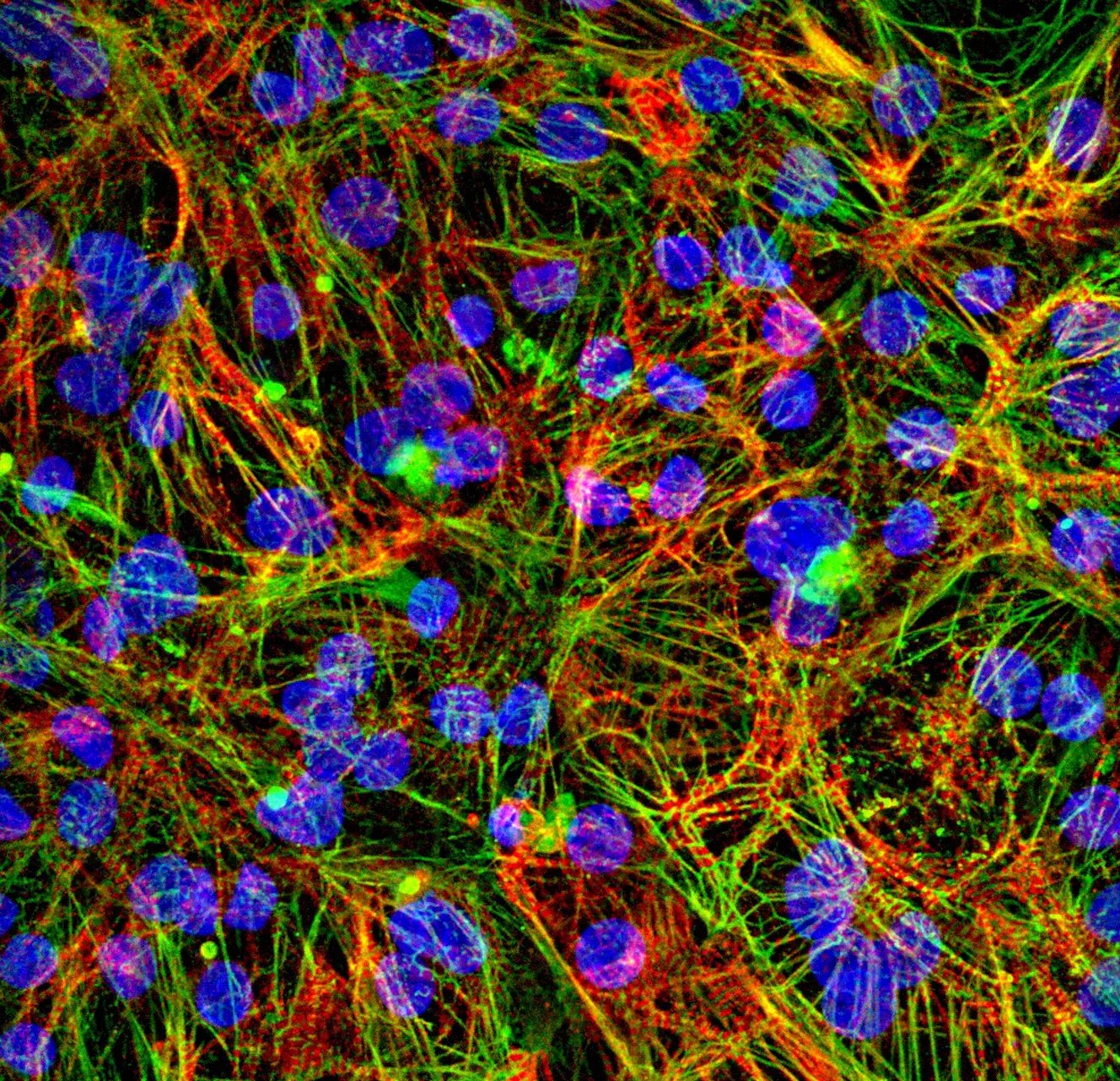 myrCell Ventricular Cardiomyocytes