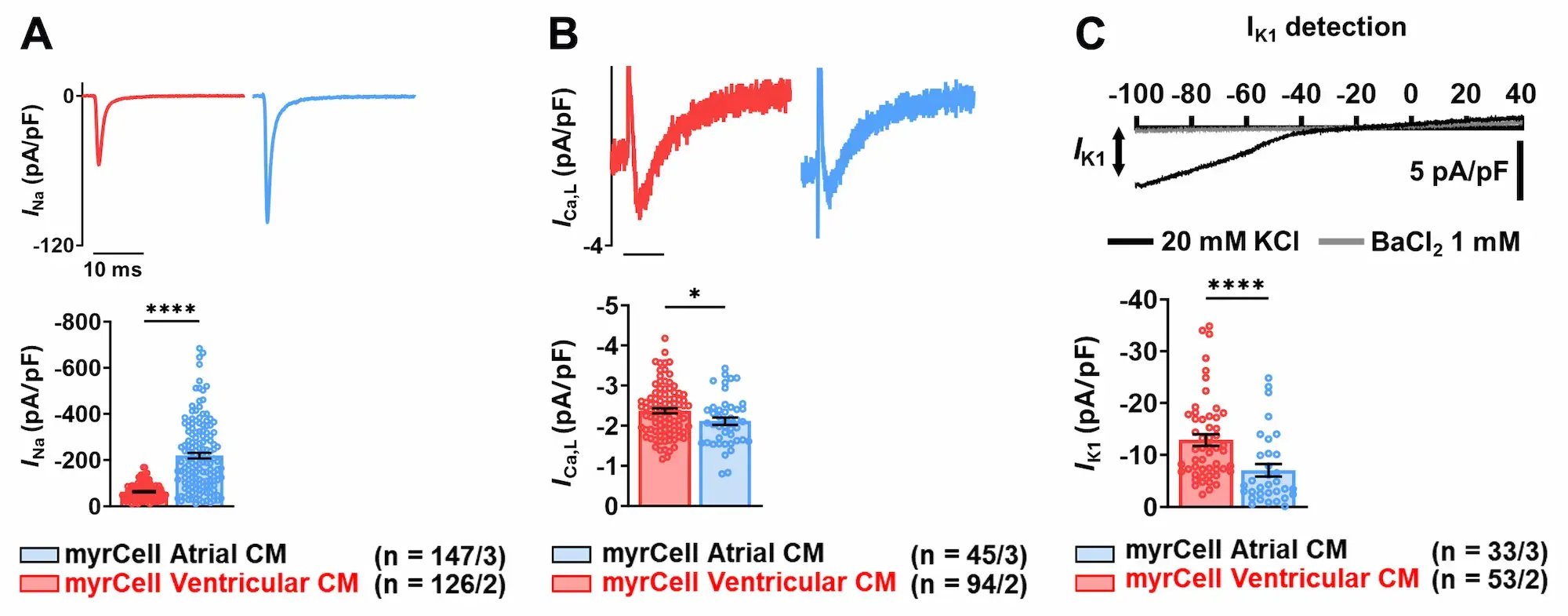 myrcell-ventricular-atrial-cardiomyocytes-patch-clamp-ion-channel-activity