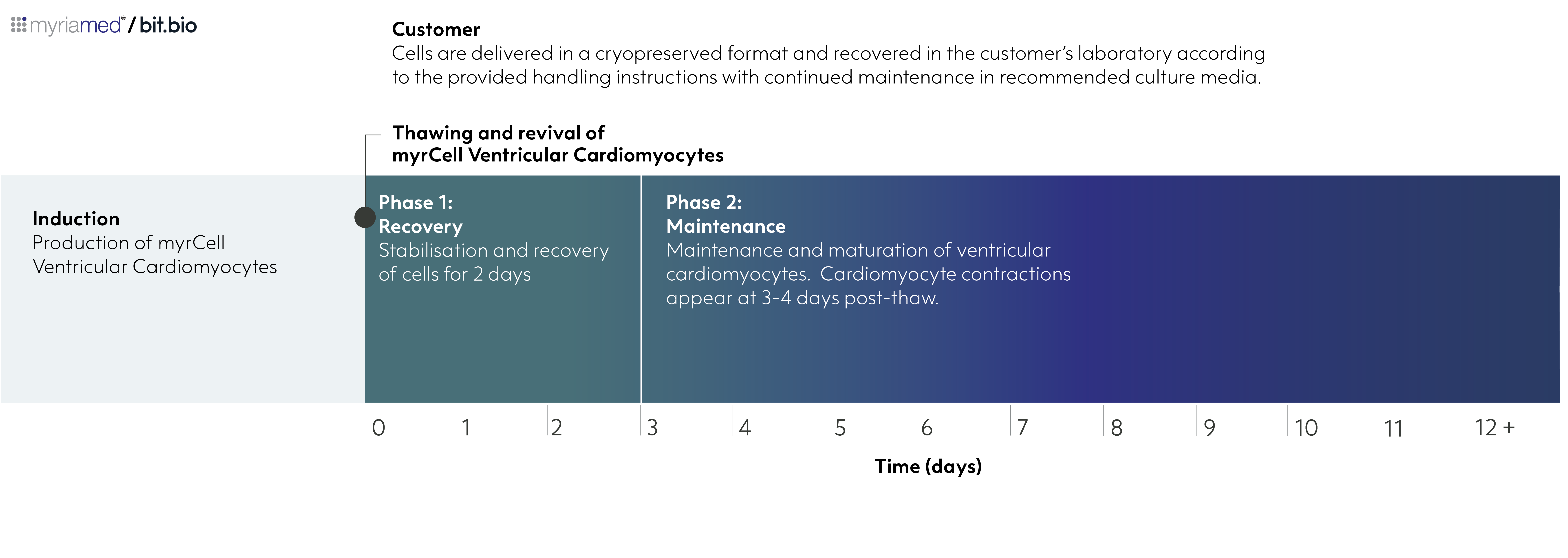 myrcell-ventricular-cardiomyocytes-differentiation-timeline