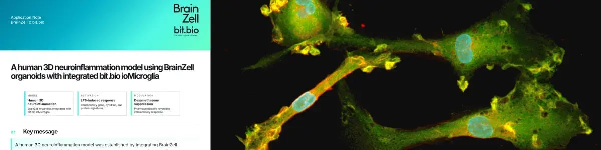 BrainZell_bit.bio_Application_Note_Organoids_Neuroinflammation
