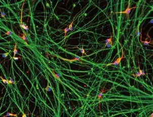 ioGlutamatergic Neurons HTT 50CAG/WT
