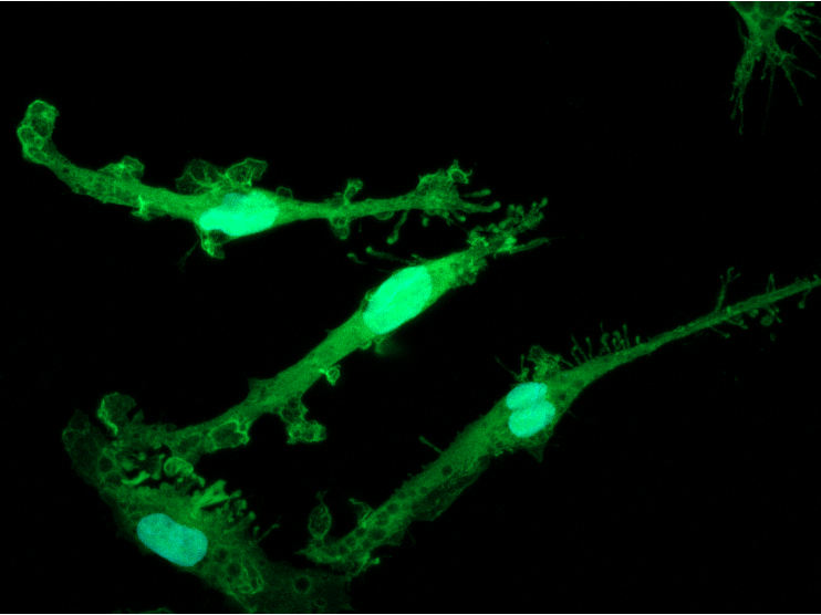 UPCOMING! Exploring the application of deterministically programmed hiPSCs to advance early-stage drug discovery