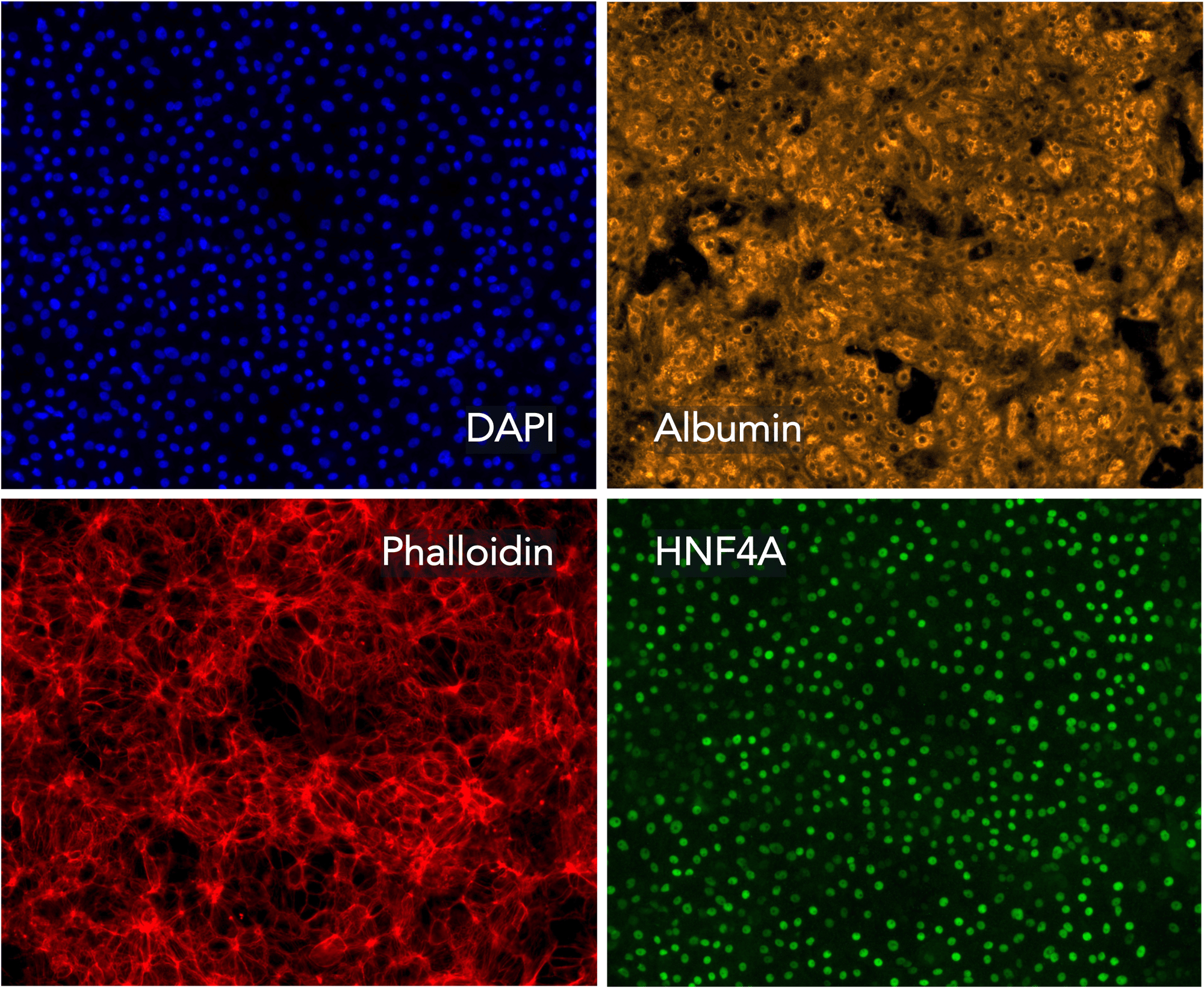 ioHepatocytes_Discovery_Research_ICC_Panel-2