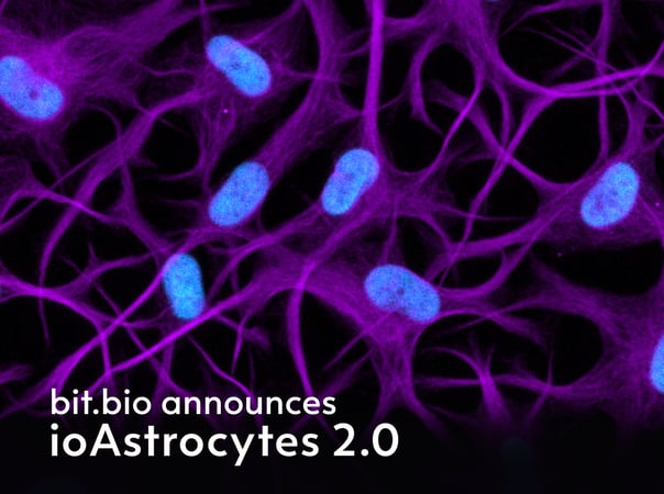 bit.bio launches ioAstrocytes 2.0 for reproducible all-human neuron–astrocyte networks