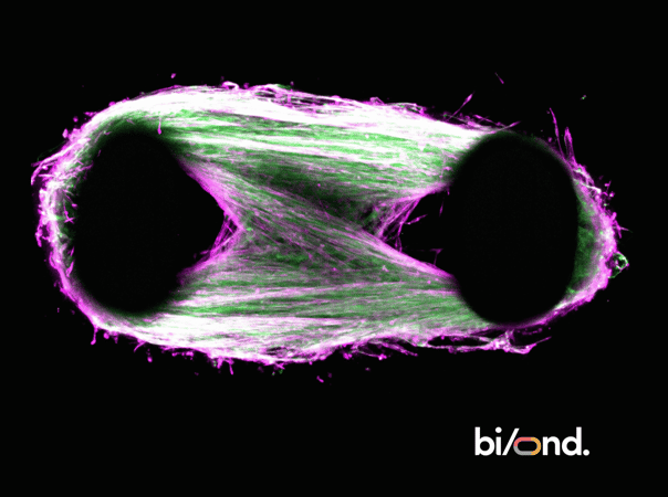 Generation of 3D skeletal muscle microtissues using ioSkeletal Myocytes