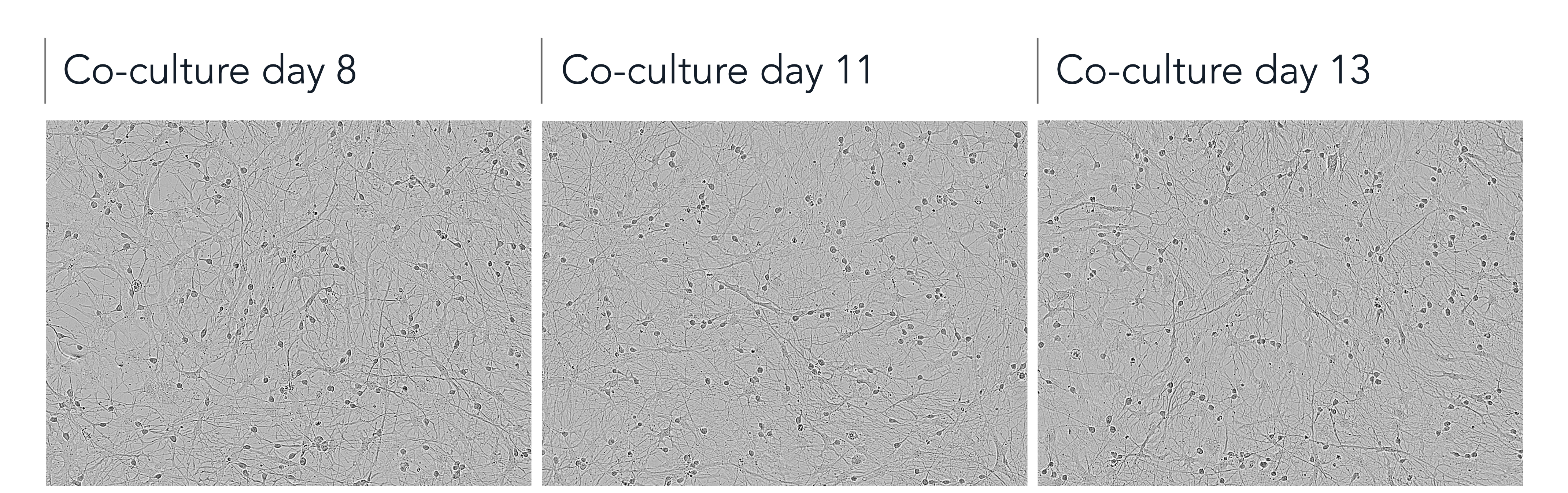 ioAstro_ioGlut_co-culture_morphology