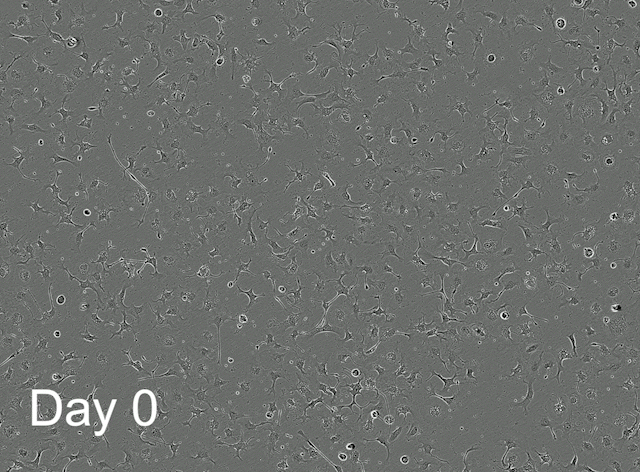 ioAstro-morphology-GIF-15days-15sec-640x472