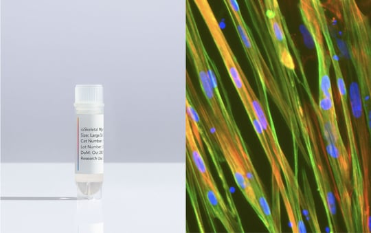ioCells _ ioSkeletal Myocytes _ Product Launch Image