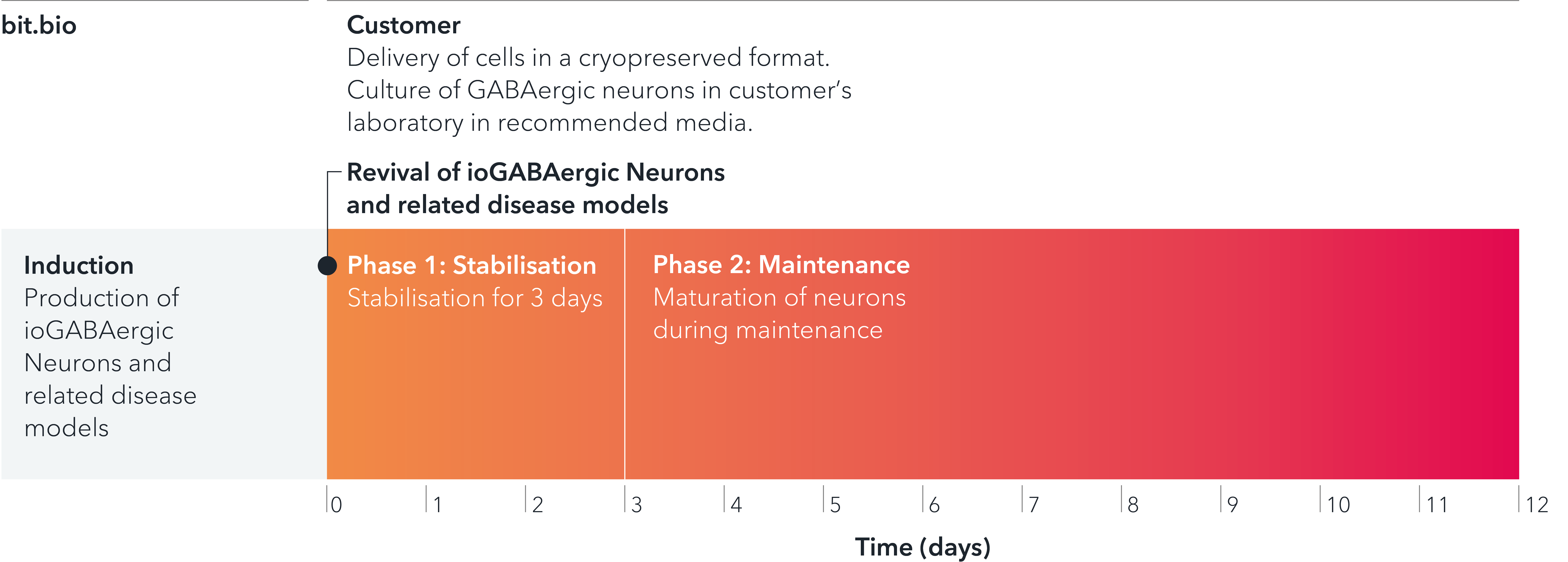 bit.bio_ioGABAergic Neurons_timeline_horizontal_withoutdox