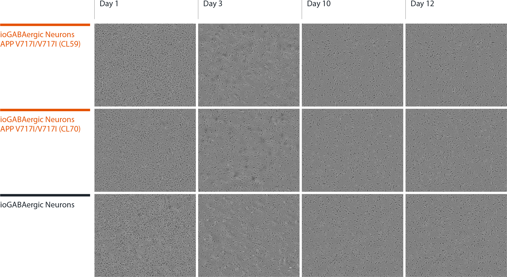 ioGABA APP V717I Hom Morphology panel