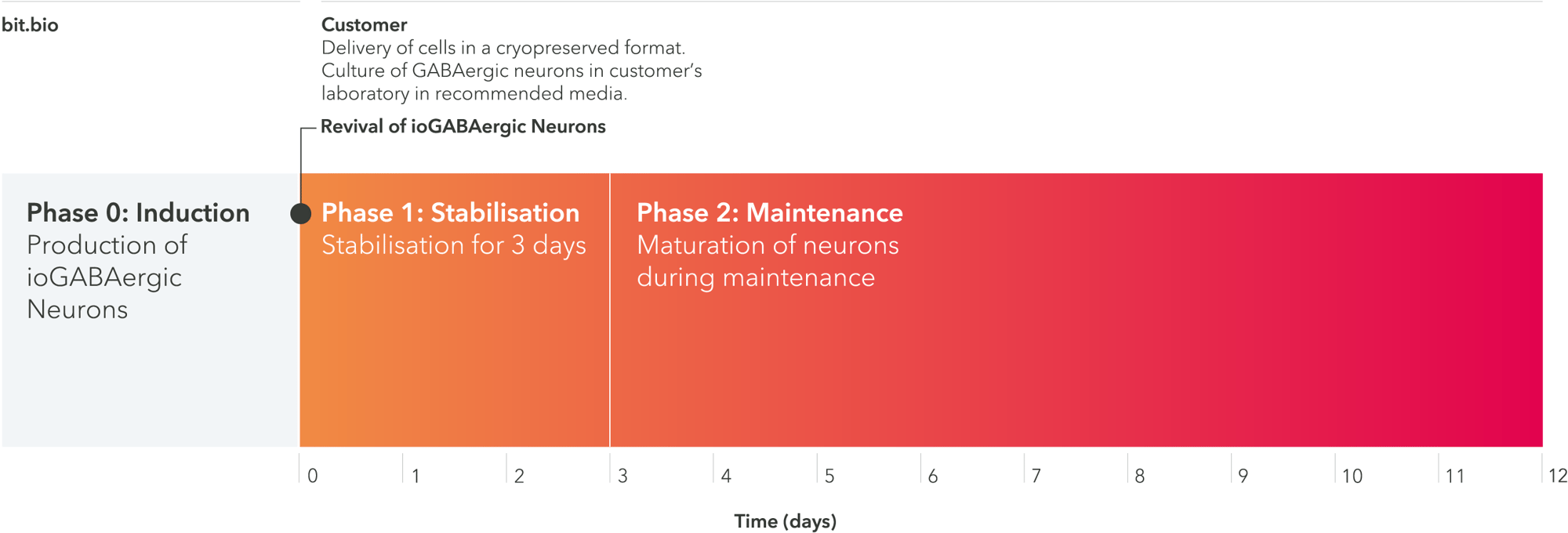 ioGABAergic neurons 12 day timeline