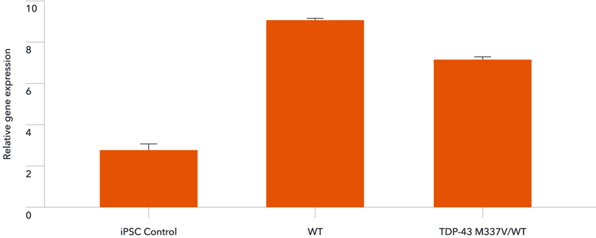 bit.bio TARDBP (TDP-43) gene expression in iPSC-derived glutamatergic neuron ALS/FTD disease model