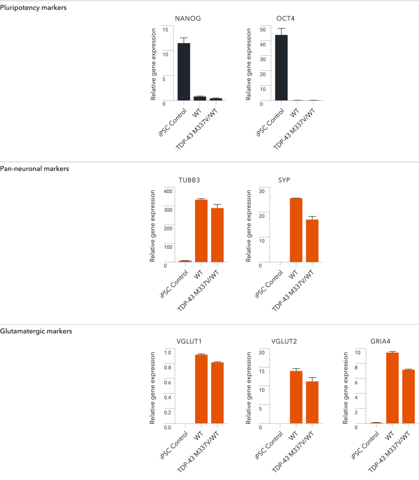 bit.bio Gene expression of glutamatergic markers by RT-qPCR in ALS/FTD disease model cells