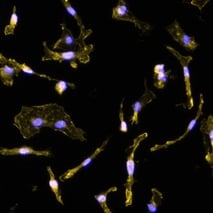 ioMicroglia Merge ICC-1