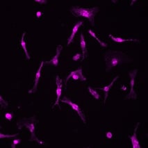 ioMicroglia P2RY12