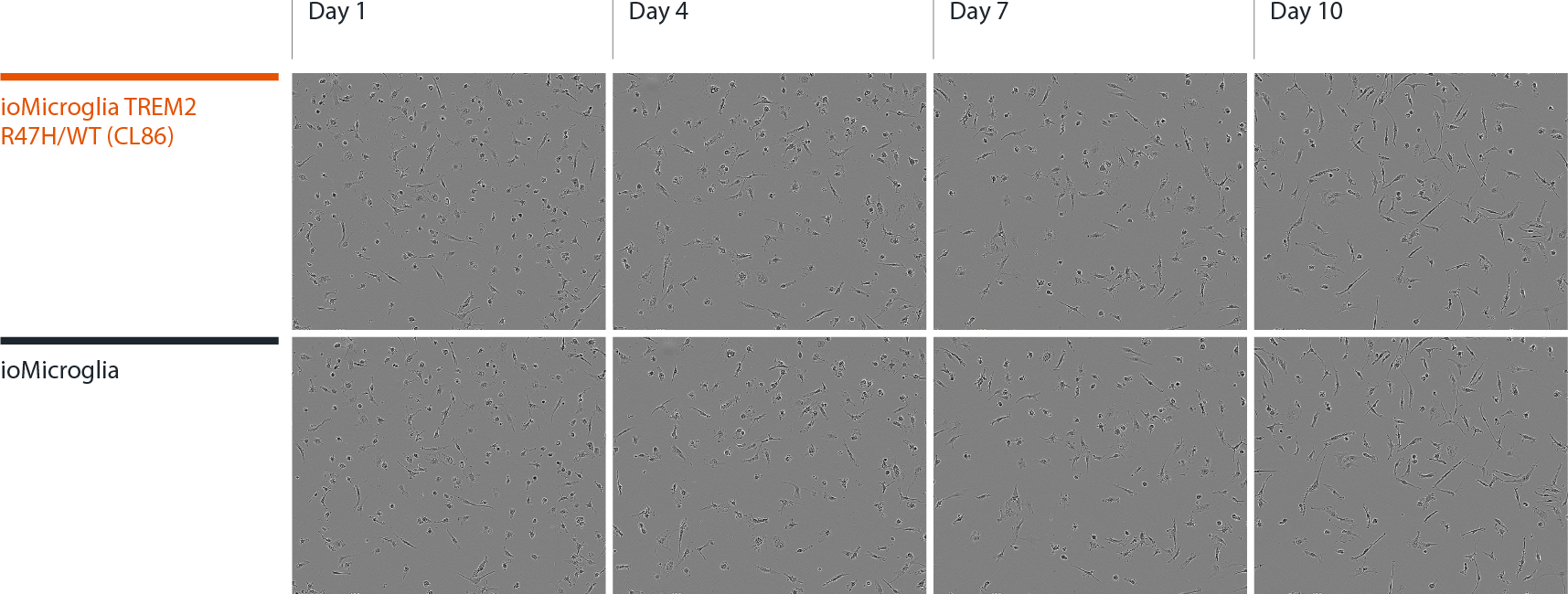 ioMicroglia TREM2 R47H Het Morphology panel final compressed