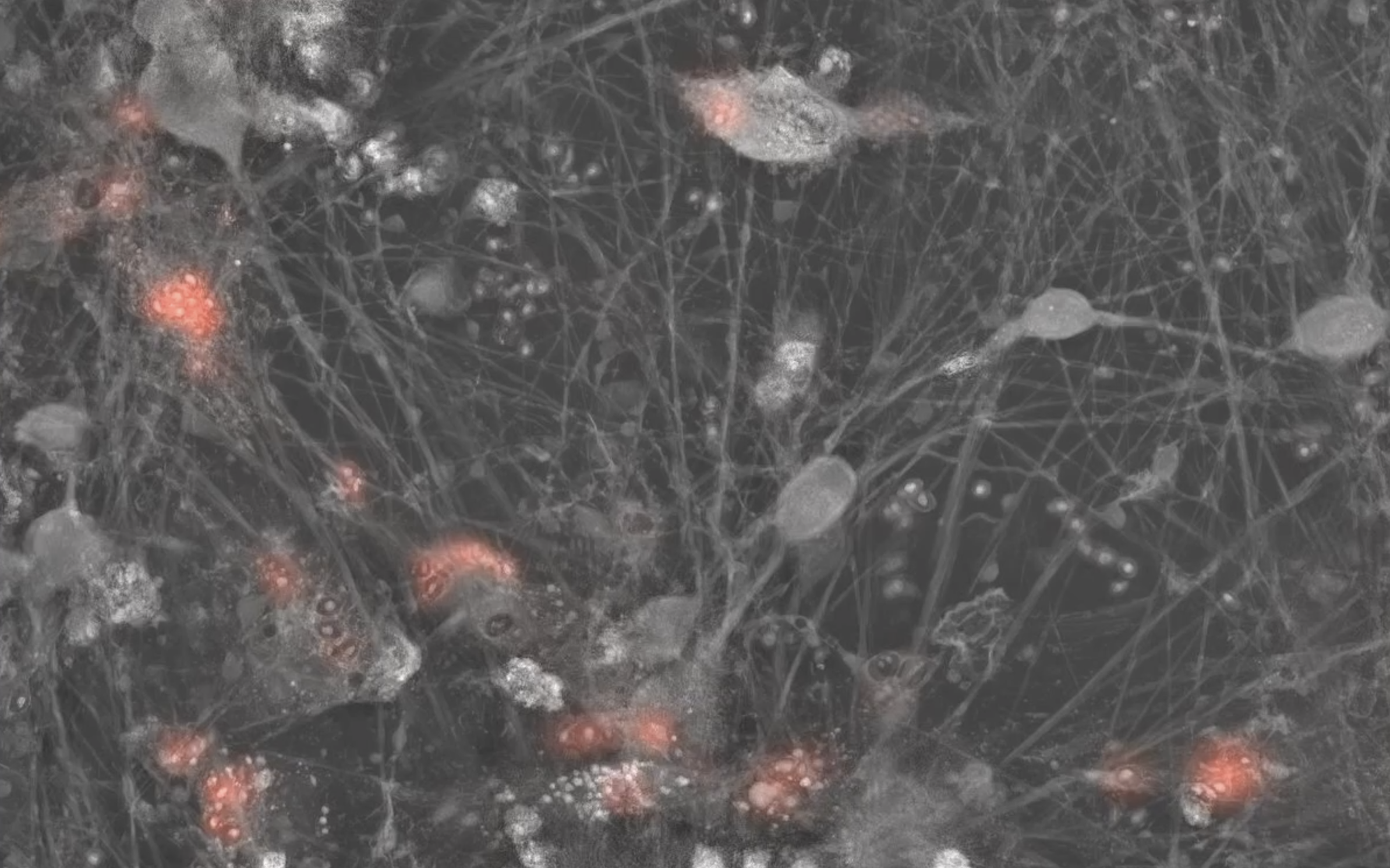 Microglia retain phagocytic function in co-culture with Glutamatergic Neurons
