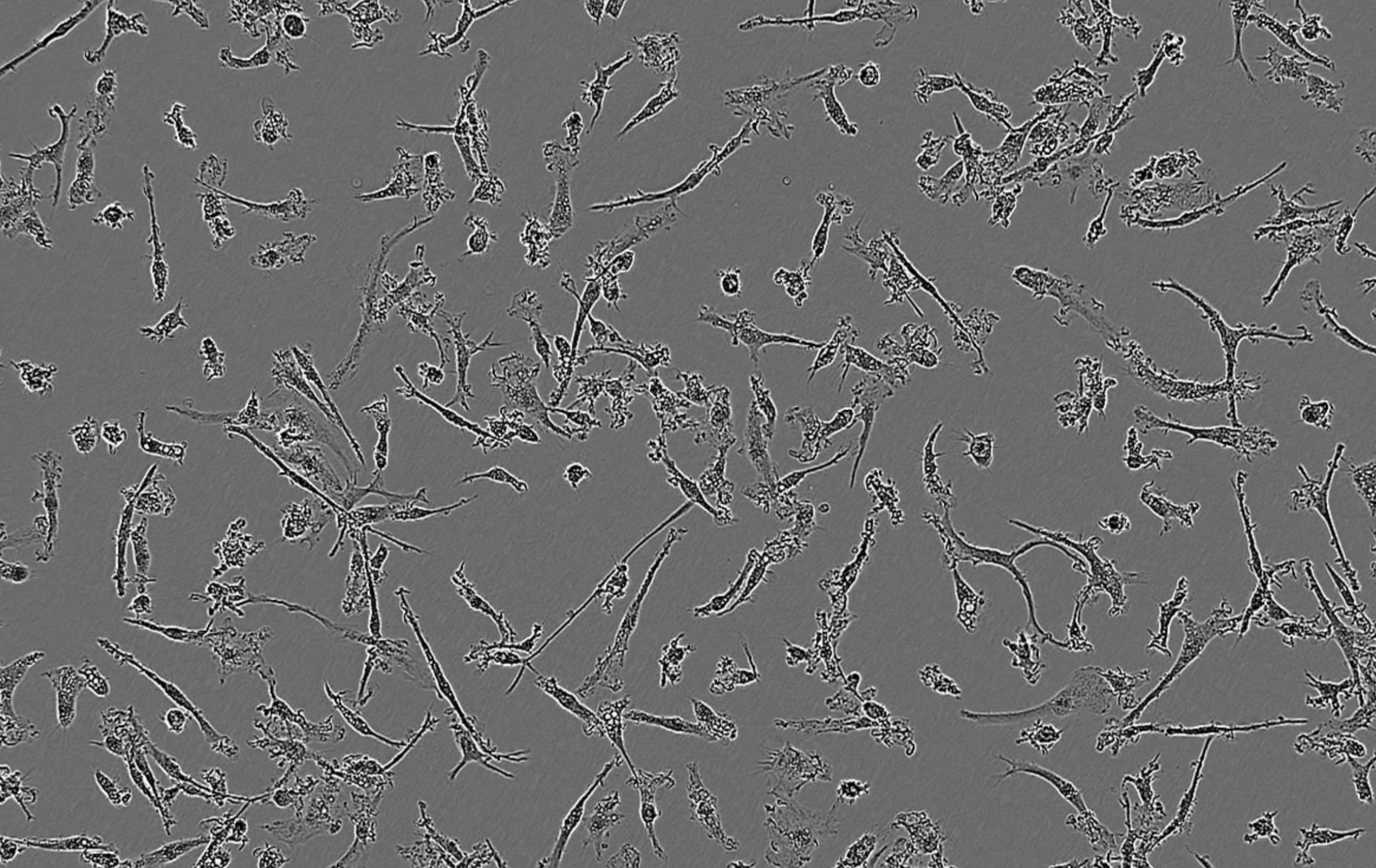 Time-lapse video capturing the rapid and homogeneous microglia phenotype acquisition upon thawing of cryopreserved human iPSC-derived microglia