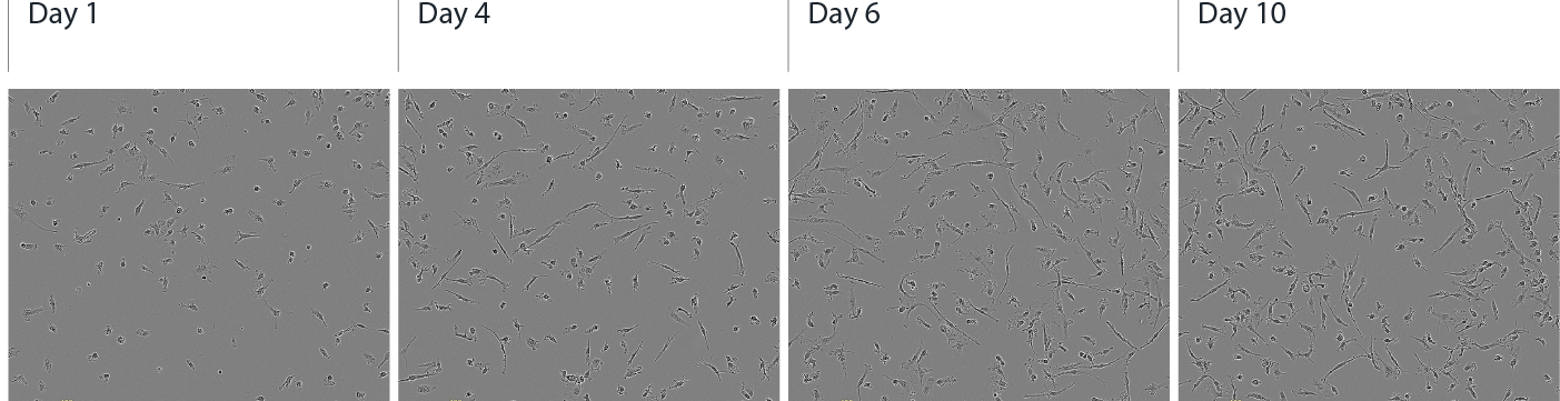 ioMicroglia female morphology panel FINAL 4