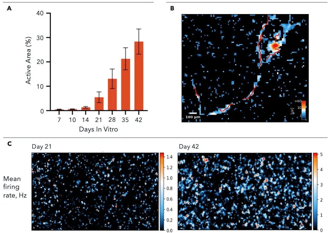 ioMotor-Neurons_Rat-astrocytes_MEA-co-culture_analysis
