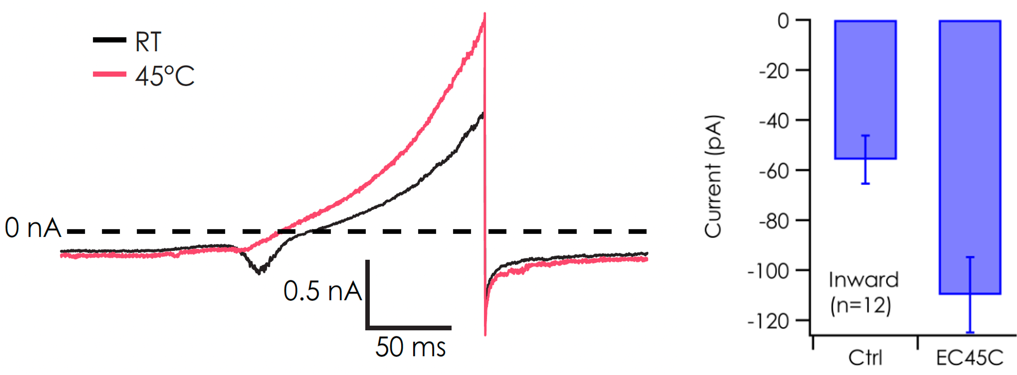 ioSensory Neuron inward heat response V2